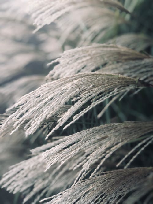 Pampas Grass in Close Up Photography