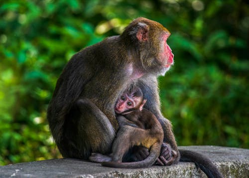 Close-Up Shot of Monkeys Sitting 