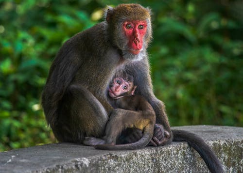 Close-Up Shot of Monkeys Sitting 