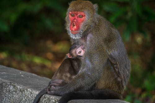 Close-Up Shot of Monkeys Sitting 