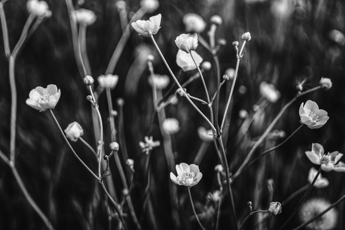 2,600+ Flower Grayscale Stock Photos, Pictures & Royalty-Free