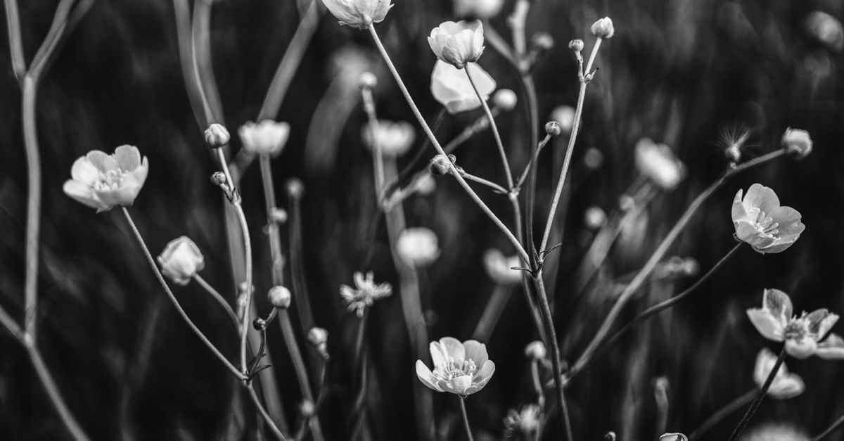 wildflowers