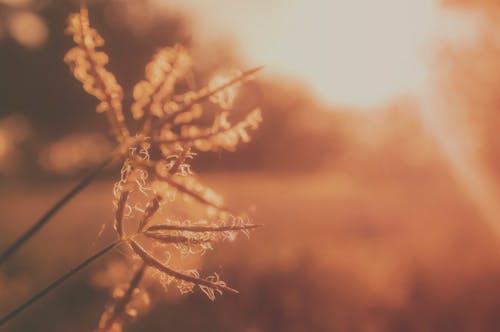 Безкоштовне стокове фото на тему «Захід сонця, золота година, квіти»