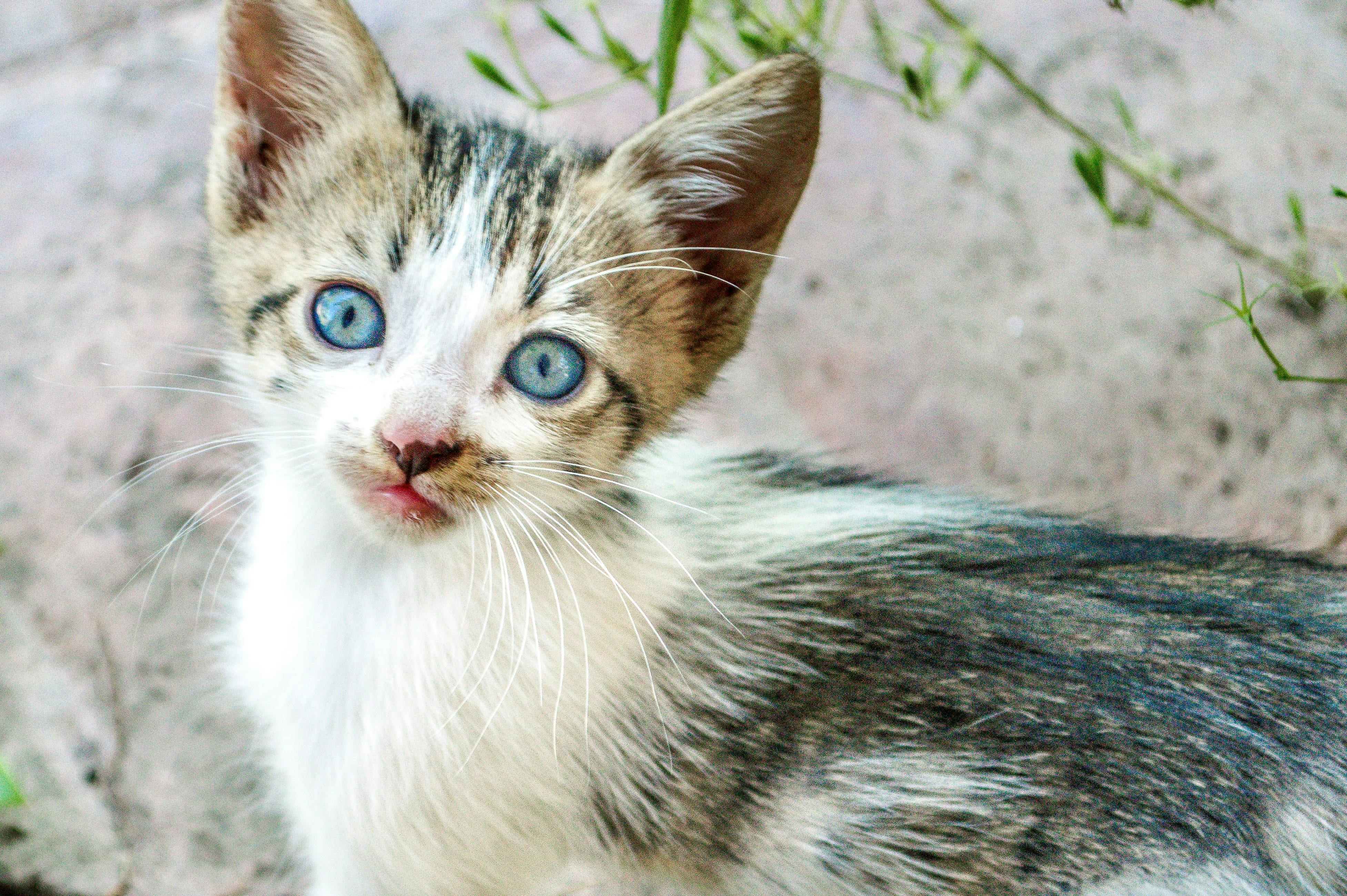 Free Stock Photo Of Animal Cat Kitten