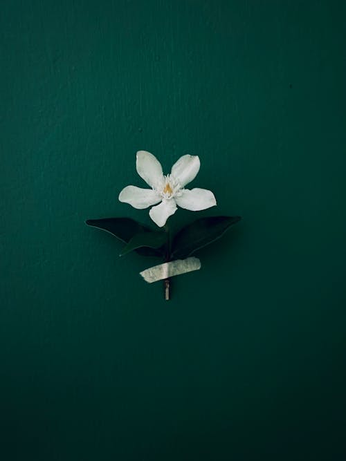 Free stock photo of 2020 wallpaper, a flower, alone