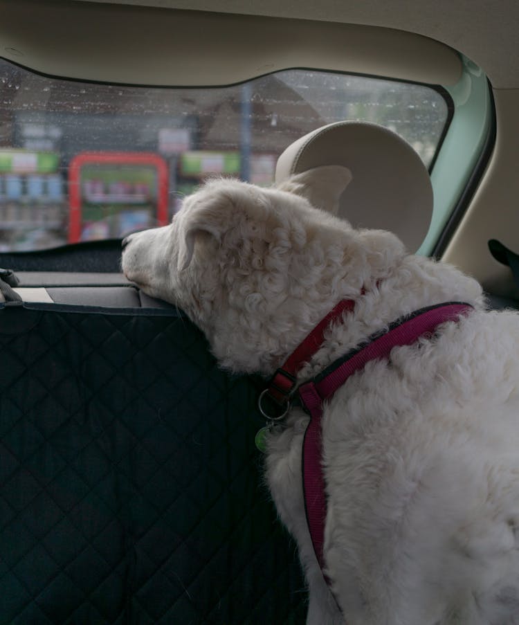 Dog In Car