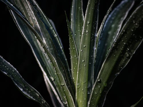 Gratis stockfoto met agave, botanisch, dauw