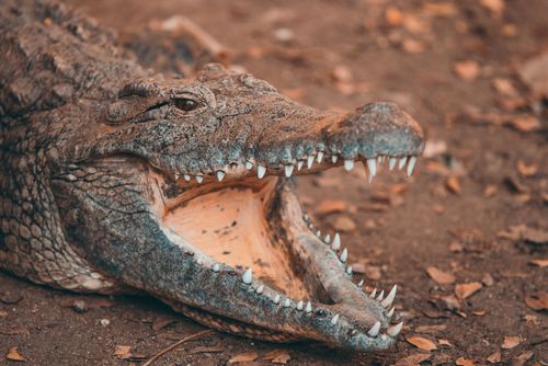 Free Captivating close-up of a crocodile displaying its sharp fangs in a natural setting. Stock Photo