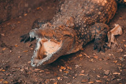 Free Brown crocodile resting on soil with mouth open and sharp teeth visible. Stock Photo