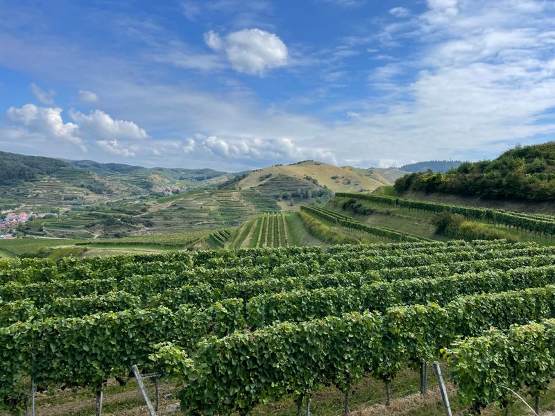 Green vineyard landscape with grapevine rows requiring pest barrier protection