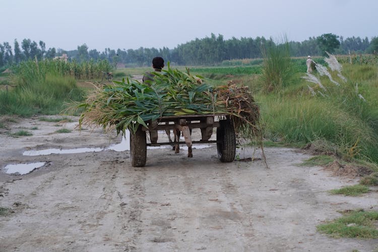 Man On Cart With Crops