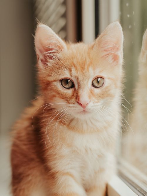Free Cute ginger kitten with fluffy fur sitting by a window looking curious and playful. Stock Photo