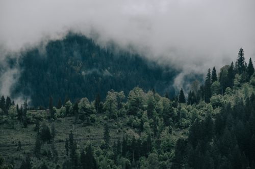 Free A tranquil foggy mountain landscape captured with lush green trees and dense woods. Stock Photo