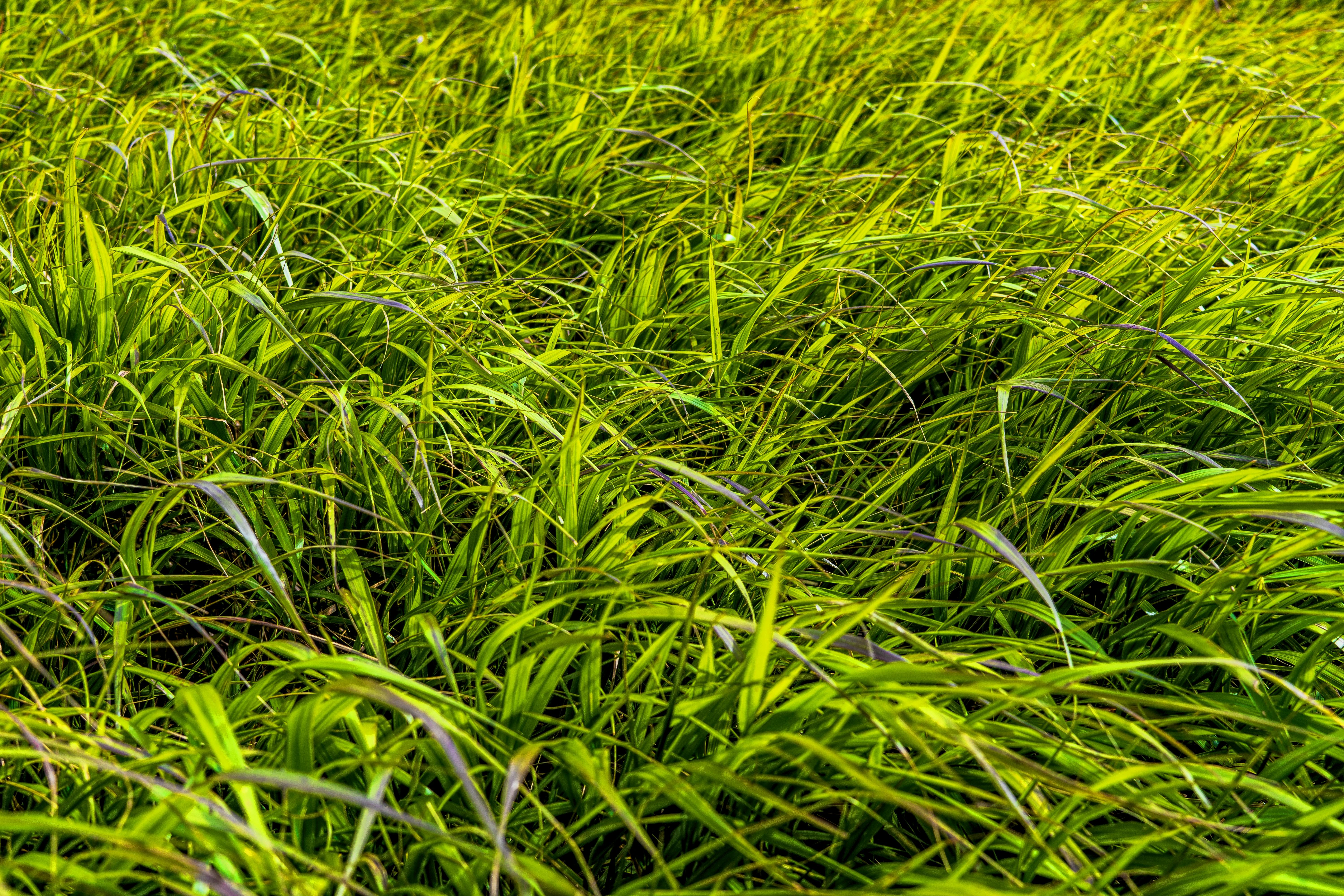 Free stock photo of background, blade of grass, bright