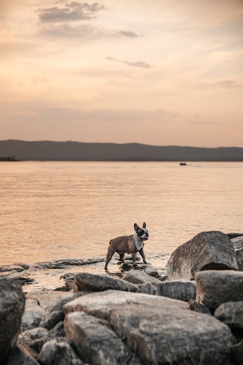 Dog standing on rocks on coast