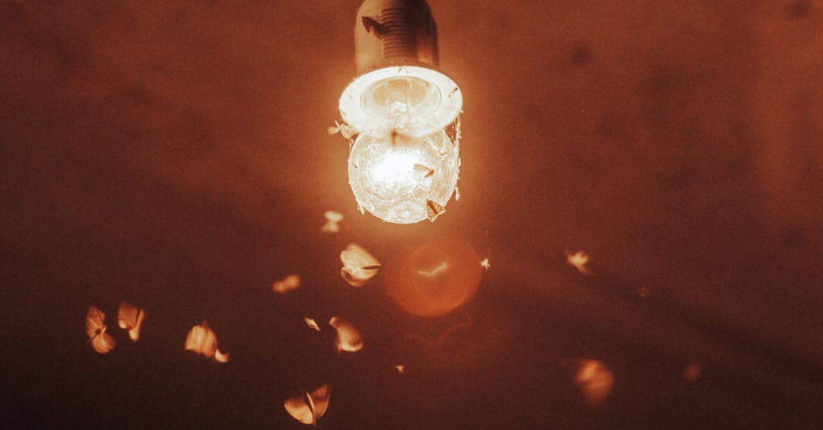 Why do bugs like light at night