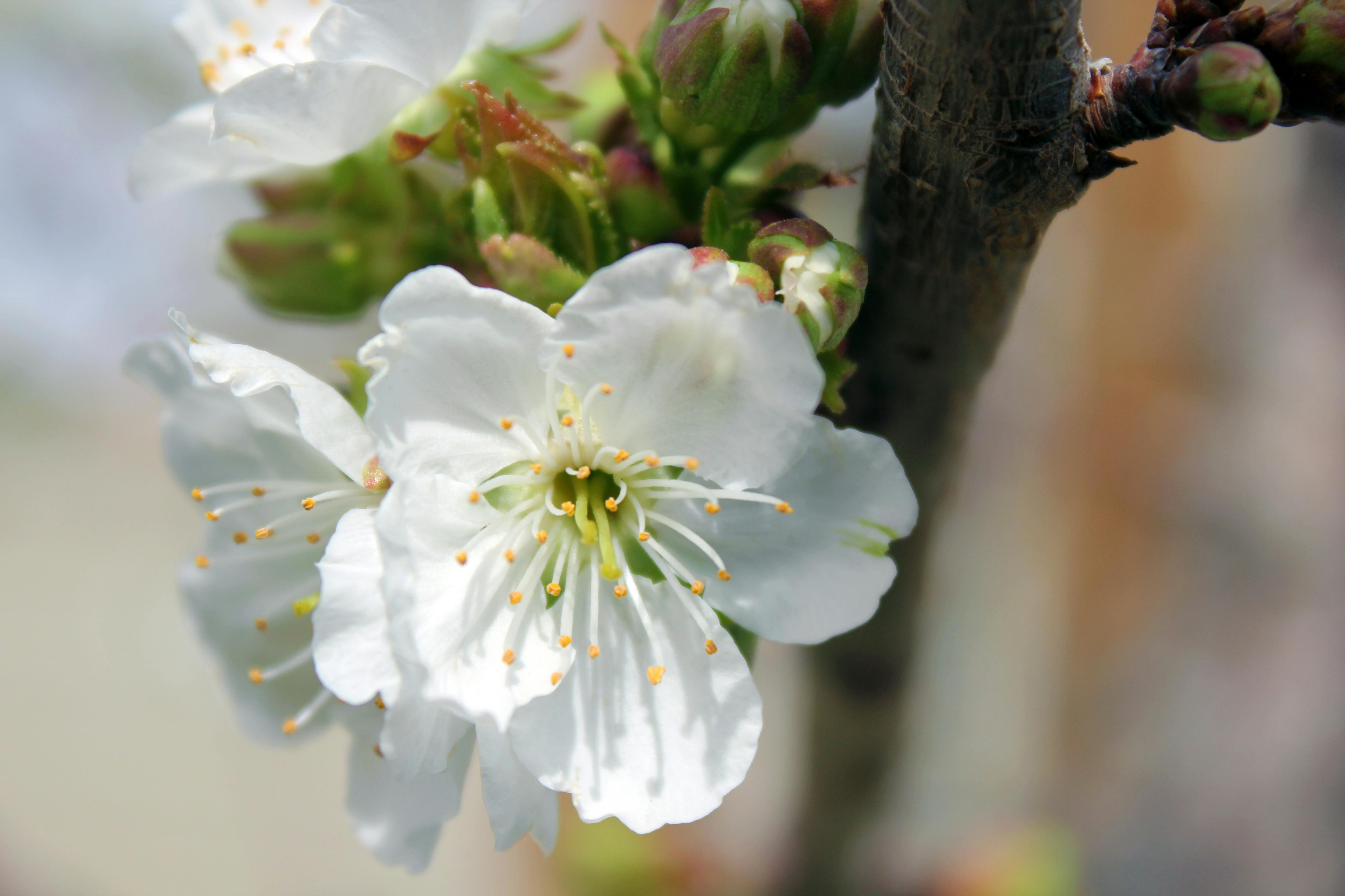 Free stock photo of cherry tree flowers