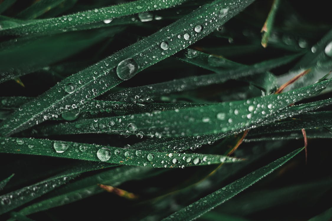 Water Droplets on Green Grass · Free Stock Photo