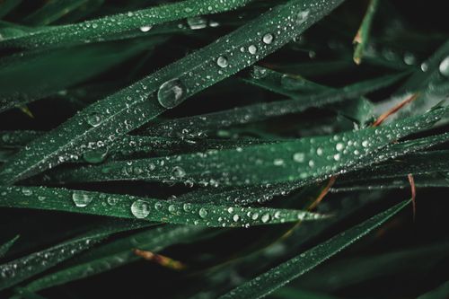 Free A detailed close-up of green grass blades covered in fresh water droplets, showcasing nature's beauty. Stock Photo