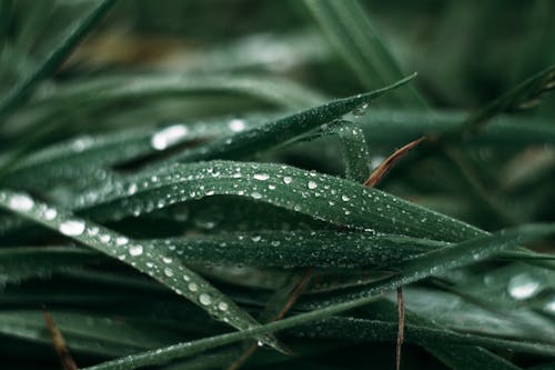 Free Water Droplets on Green Leaves Stock Photo