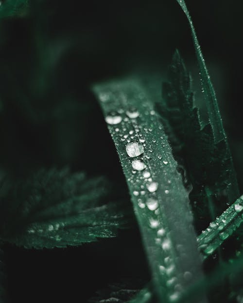 Water Droplets on Green Leaf