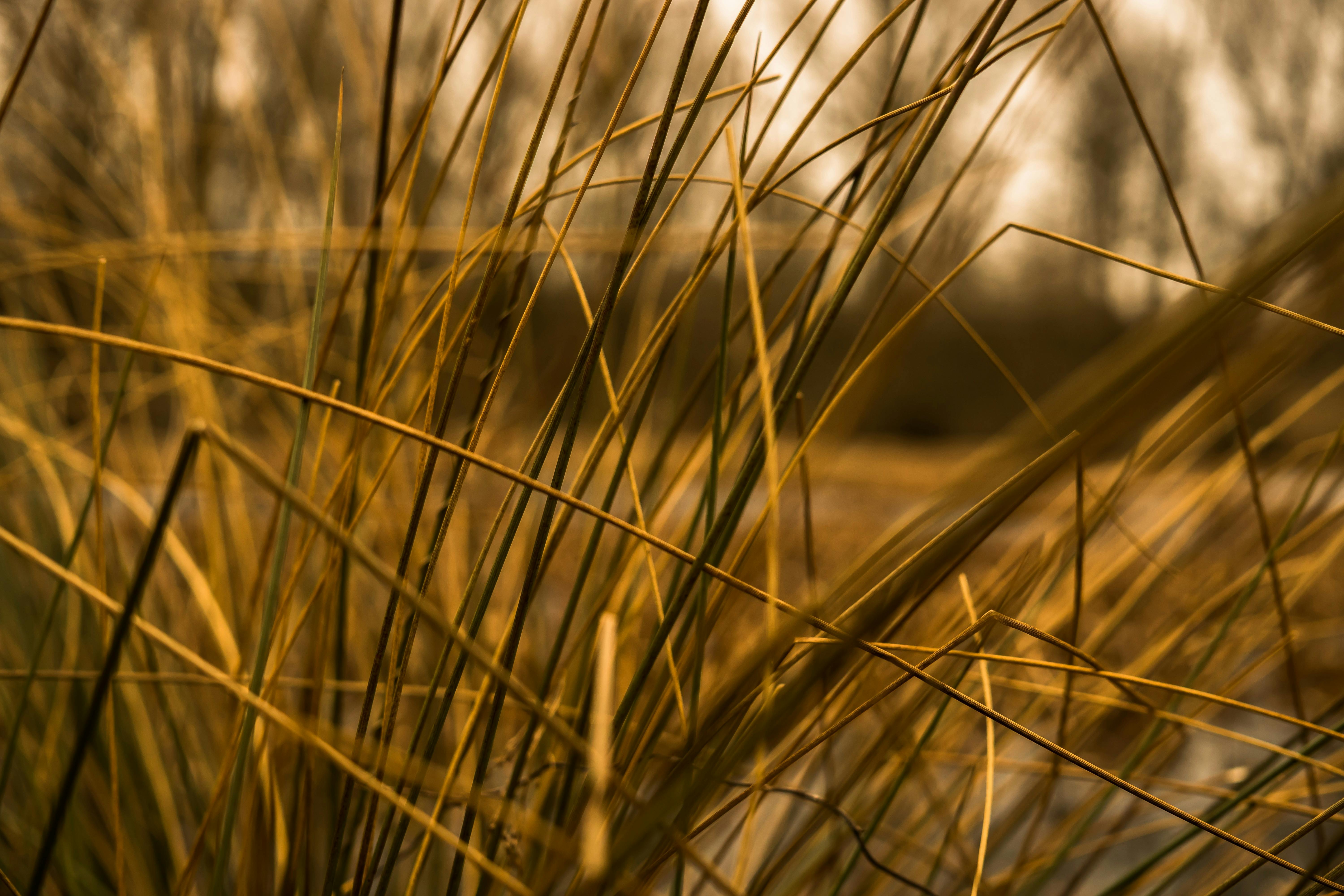 Free stock photo of atmospheric, blades of grass, close