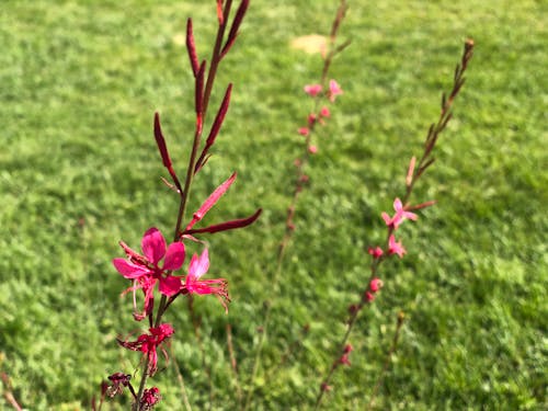 Free stock photo of chill, flowers, green