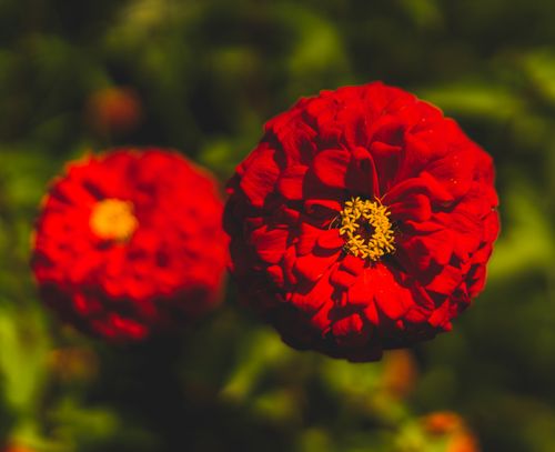 Free Close-up view of vibrant red zinnia flowers in full bloom, showcasing their intricate petal patterns and rich color. Stock Photo