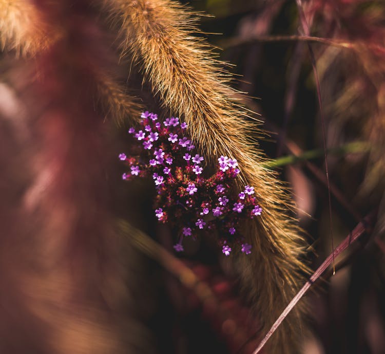 Close Up Of Small Flowers