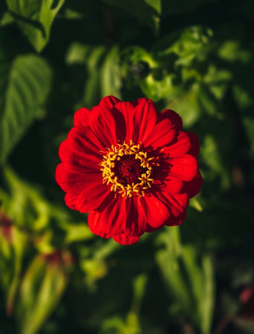 Darmowe zdjęcie z galerii z cynia, czerwony kwiat, delikatny