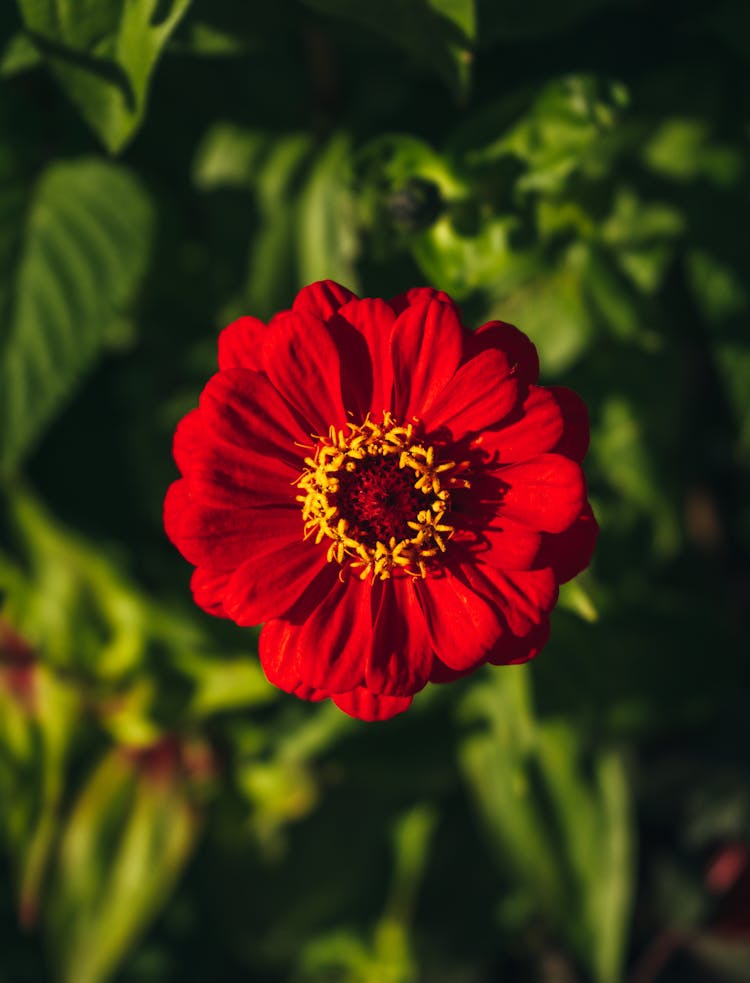 A Red Zinnia In Bloom