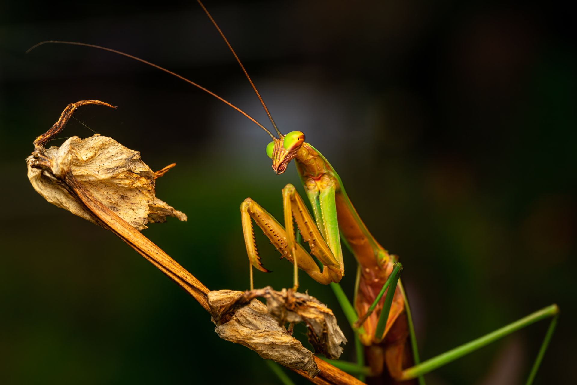 Close-up of a praying mantis perched on a withered plant stem.