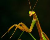Close-up of a green praying mantis on a dark background, showcasing its vivid details.