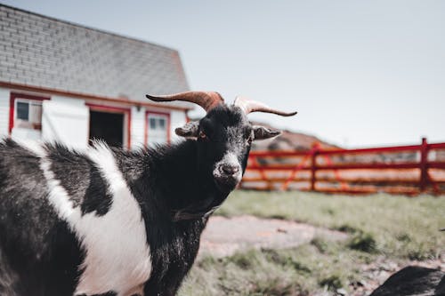 Goat looking at camera