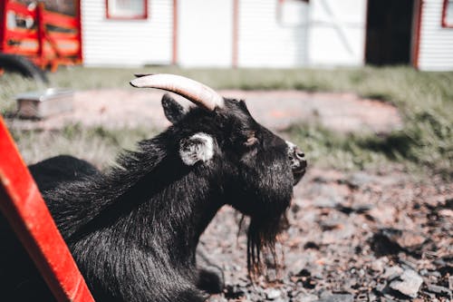 Black Goat Lying On Ground