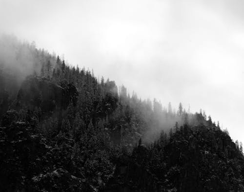 Grayscale Photo of Trees on Mountain