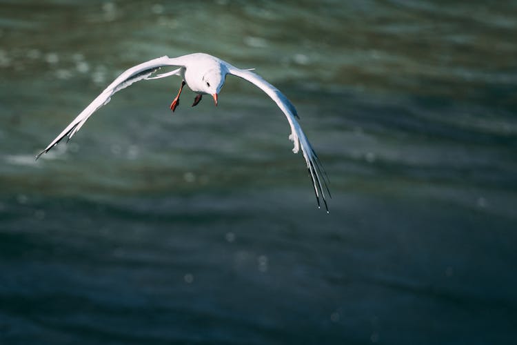 White Bird Flying Over Body Of Water