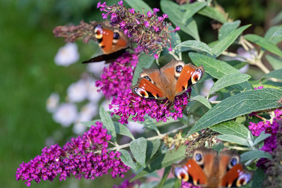 Peacock butterflies perched on vibrant purple Buddleia flowers outdoors, showcasing nature's beauty.