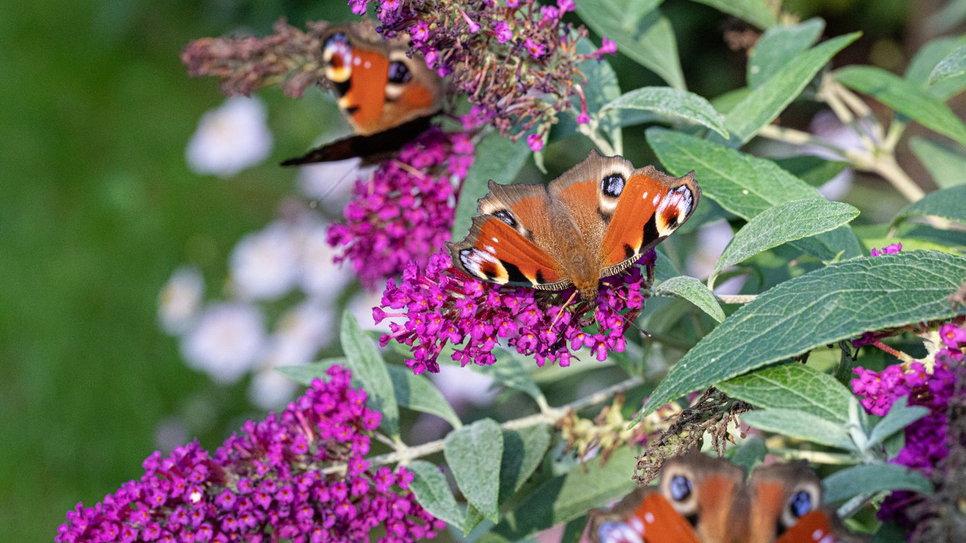 Butterfly Garden Design: Wind Walls and What to Plant Where