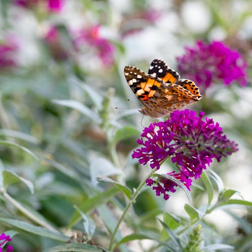 Brown Butterfly Perched on Purple Flowers