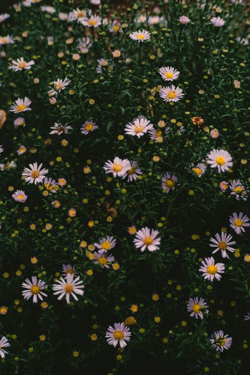 Free Vibrant blooming daisies fill the garden, showcasing nature's beauty in spring. Stock Photo