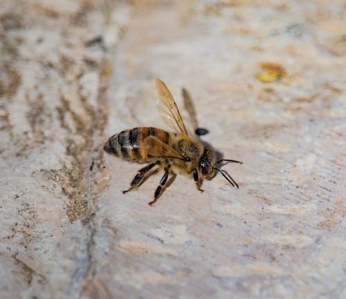 Free stock photo of bee, honey bee, insect Stock Photo