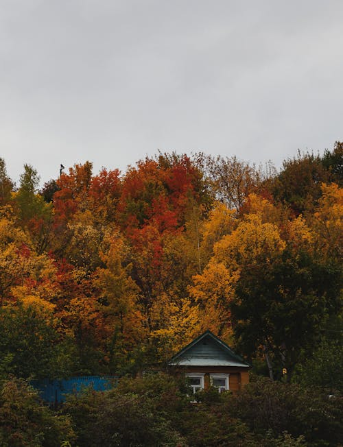 Foto d'estoc gratuïta de arbres, casa, colors de tardor