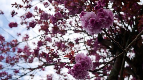 Free stock photo of baby pink, blue skies, blue sky Stock Photo