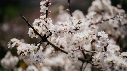 Free stock photo of british, delicate, flowers Stock Photo
