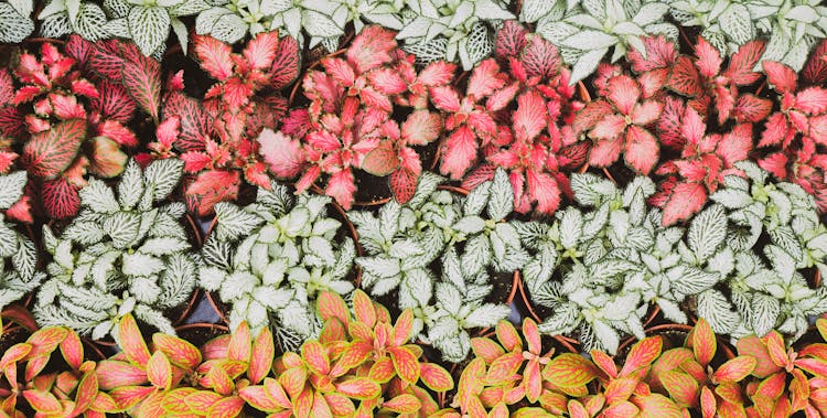 Top View Of Assorted Begonia Plants