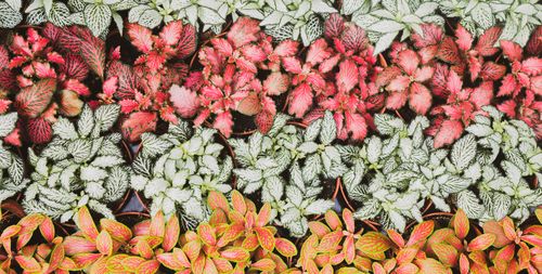 Free Colorful Fittonia plants in diverse patterns, viewed from above, showcasing vibrant foliage. Stock Photo