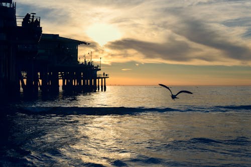 Fotografi Siluet Burung Dekat Dermaga Laut