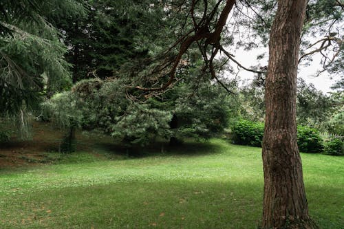 Free stock photo of garden, tree