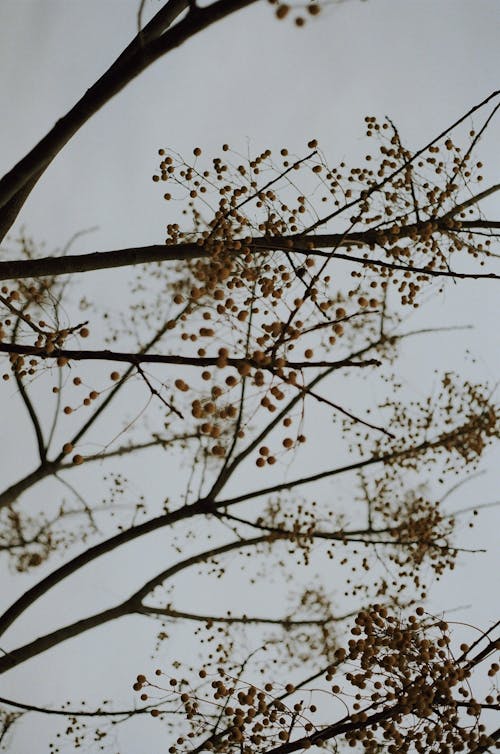 Immagine gratuita di albero, arancia, atmosfera fredda